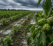 daños en cultivos por tormenta agrícola - Danys en cultius per calamarsa o tempesta: com actuar i quan demanar un informe pericial